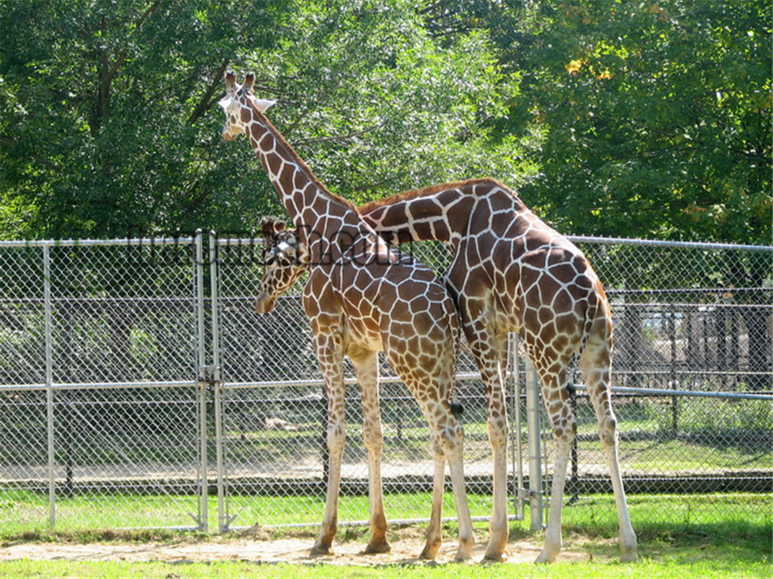 leopard cage enclosure mesh/ leopard fencing - zoo mesh, zoo cage nets