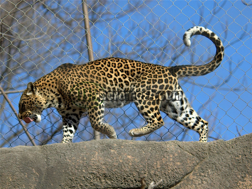 Wild Leopard scales 10ft Gate Post Haste And Has ‘Fido’ for Dinner