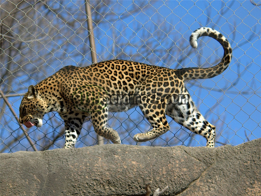 SSLEF-Stainless steel leopard enclosure fence (22)