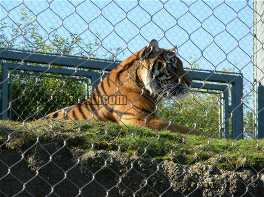 SSTEM-Stainless steel tiger enclosure mesh (22)