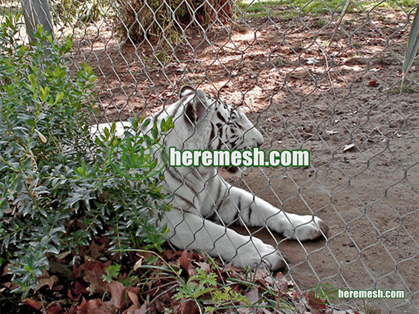 Tiger fence mesh
