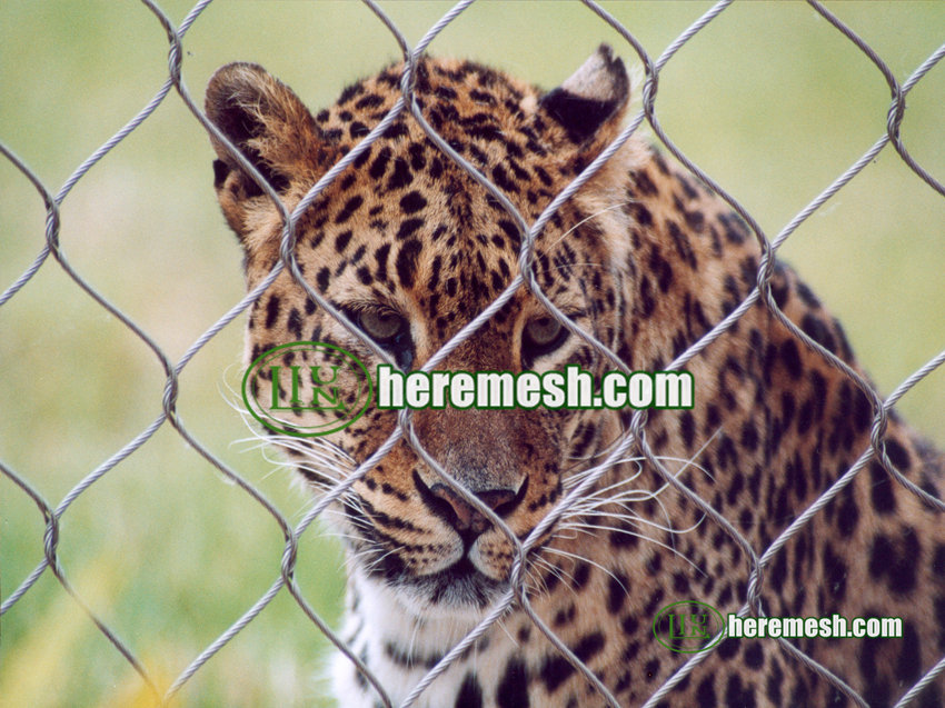 leopard enclosure fence