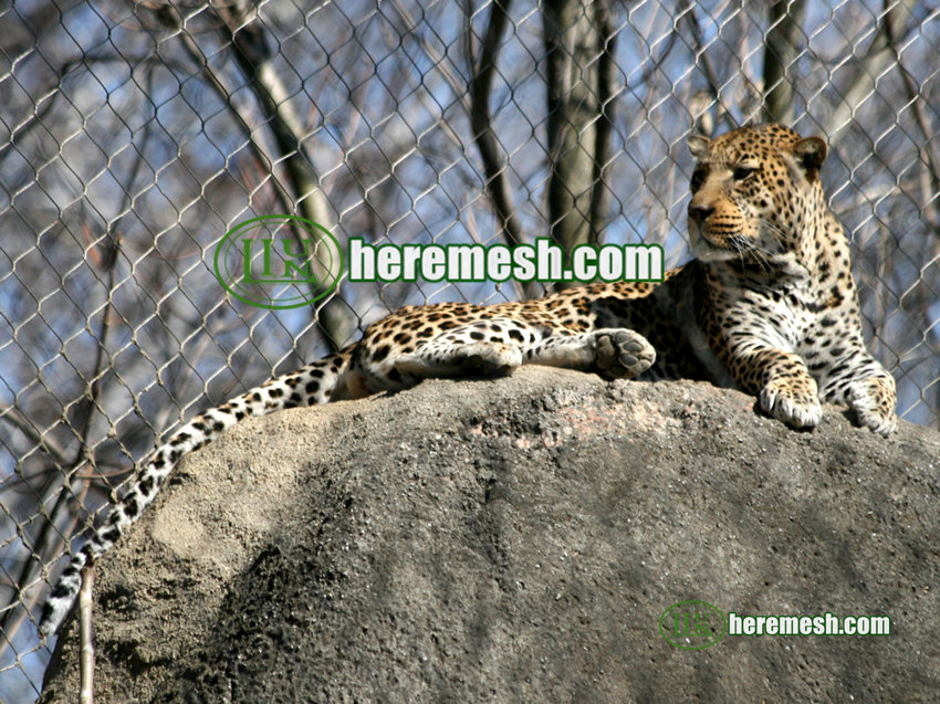 leopard fence mesh