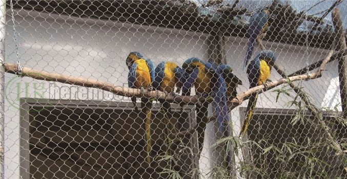 HOME-2-macaw-parrot-aviary-mesh_2