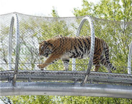 HOME-4-tiger-fence-mesh_2