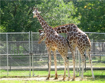 HOME-5-deer-fence-giraffe-f-ence_2