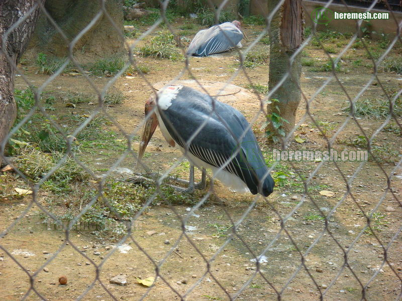 Large bird aviary project case1