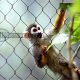 Monkey fence mesh