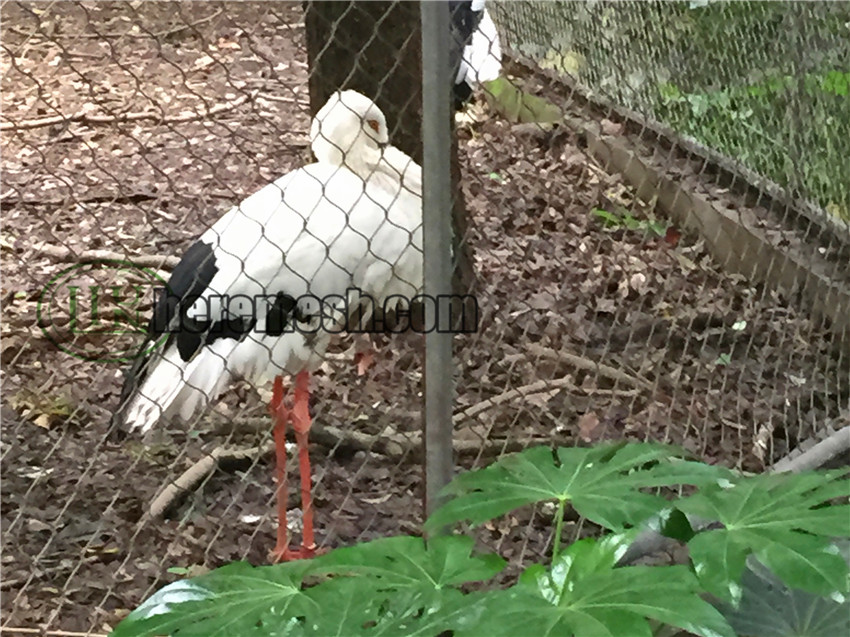 SSLBAM-stainless steel large bird aviary mesh (5)