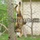 Animal fence nets can make animals live healthier lives