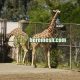 Animal Fence Mesh