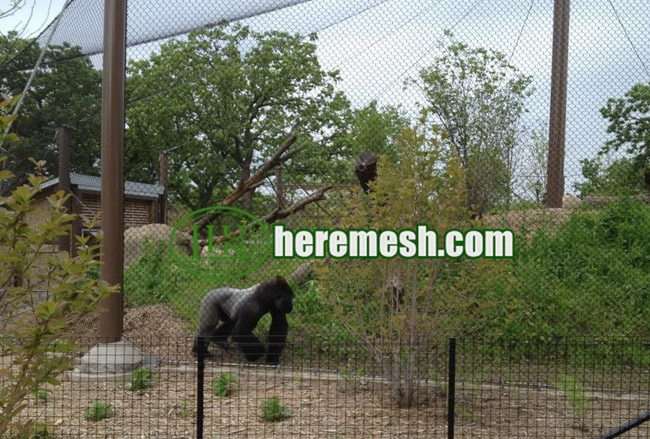 Orangutan Exhibition Net