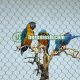 Macaw aviary mesh