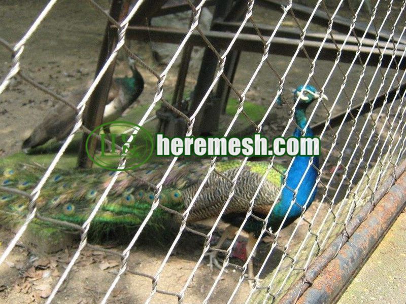 Peacock-cage-netting
