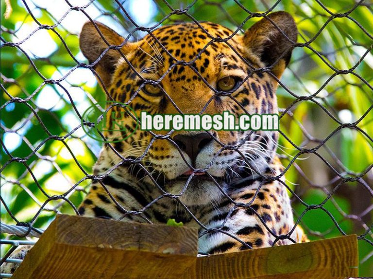 Zoo Enclosure Big Cat Mesh, Big cat enclosures for sale