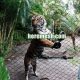 Good Quality Tiger Fence Mesh