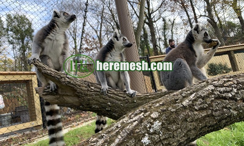 Lemur Enclosure Mesh