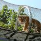 stainless steel zoo tiger enclosure mesh