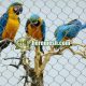 Stainless Steel Macaw Aviary Cage Netting