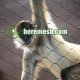 zoo cage mesh