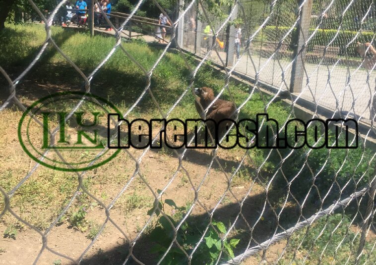 Stainless steel cable net aviary net
