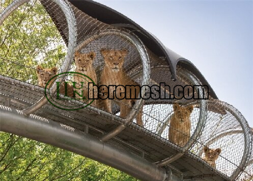 Lion-tunnel-network