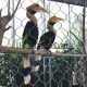 aviary wire mesh