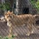 Stainless steel animal protection mesh