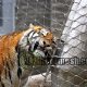 Some guidelines--Creating safe tiger habitats with mesh