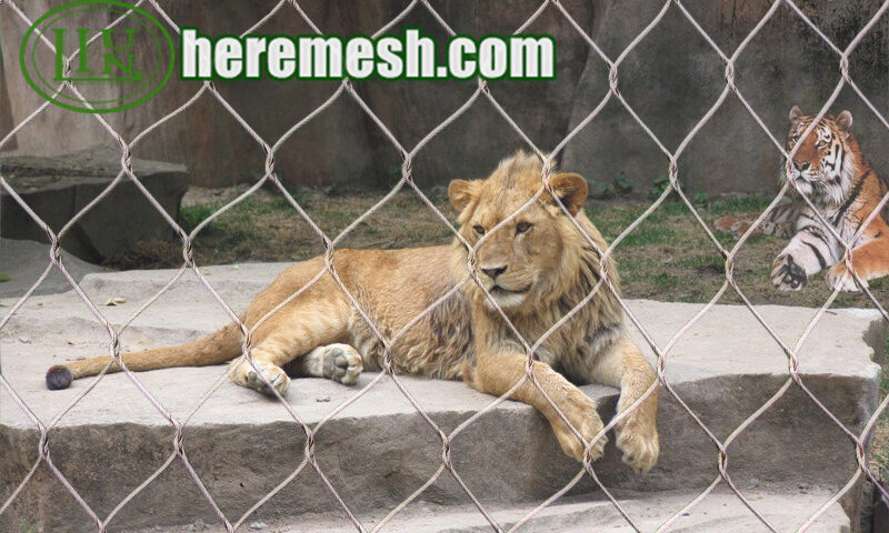lion enclosure mesh