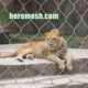 lion enclosure mesh