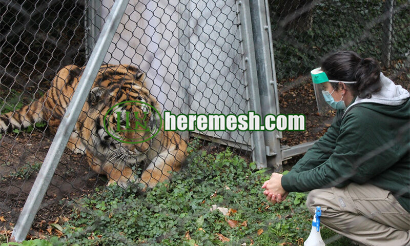 stainless steel tiger fence mesh