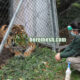 stainless steel tiger fence mesh