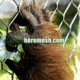 gibbon cage fence