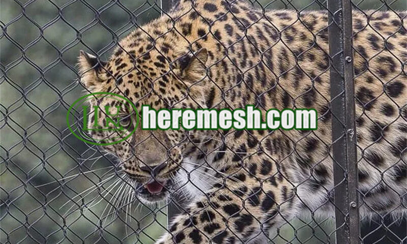 Snow Leopard Netting