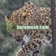 Snow Leopard Netting
