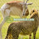 Chinese Custom Zoo Enclosure Mesh